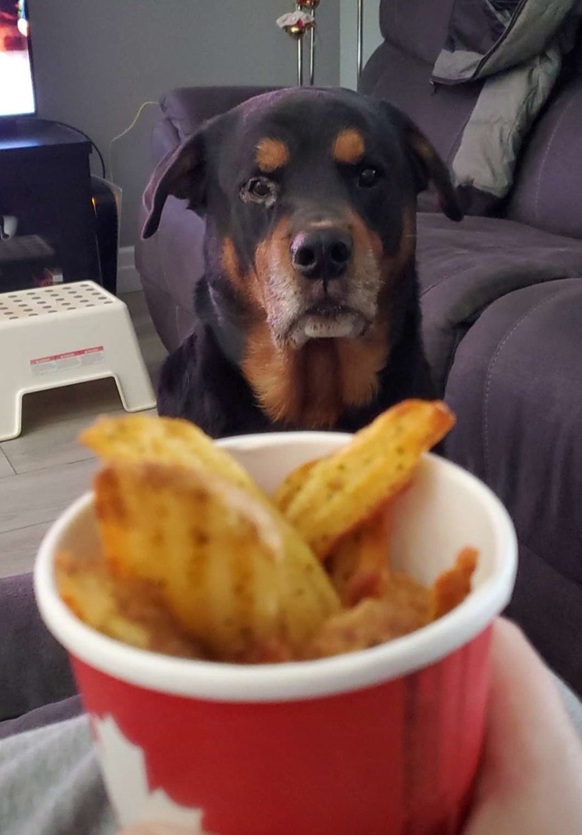 irishchicky28's tweet photo. He loves his wedges... https://t.co/OyZur1JgCF