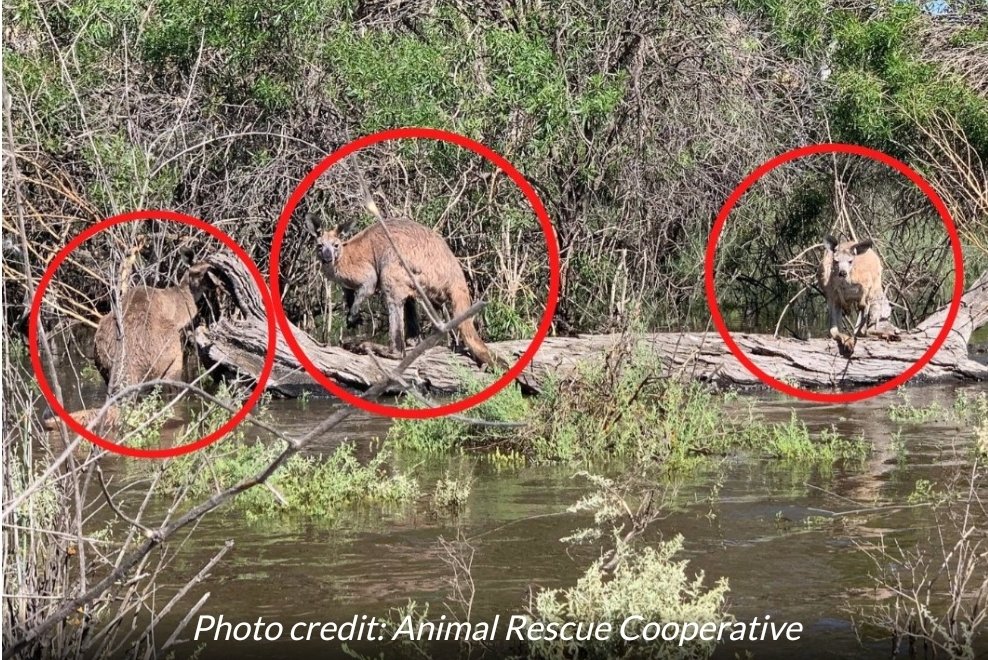 @animaljusticeAU @kangaroosalive @VicKangaroos @AustralianLabor @tanya_plibersek South Australia's overall quota has INCREASED by a staggering 39%!
Despite #Riverland #Floods & habitat loss!
#StopKillingKangaroos @alpsa

@EthanJRix @abcadelaide @7NewsAdelaide @9NewsAdel @10NewsFirstAdl @theTiser @AnimalsAus @kangaroosalive @VicKangaroos @1080Bait