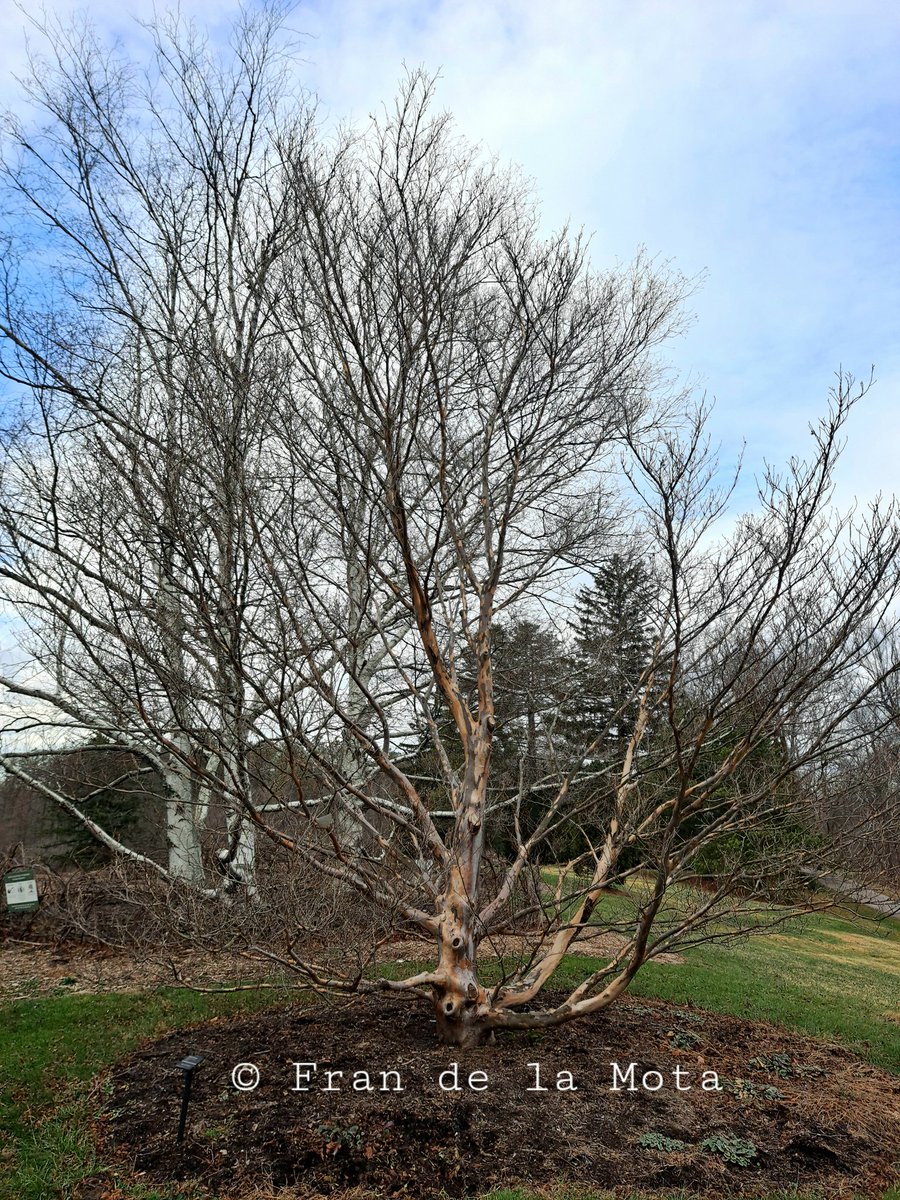 fjdelamota's tweet photo. #Stewartia pseudocamellia at The Holden Arboretum, Ohio, USA. https://t.co/JUVbRkM8r5