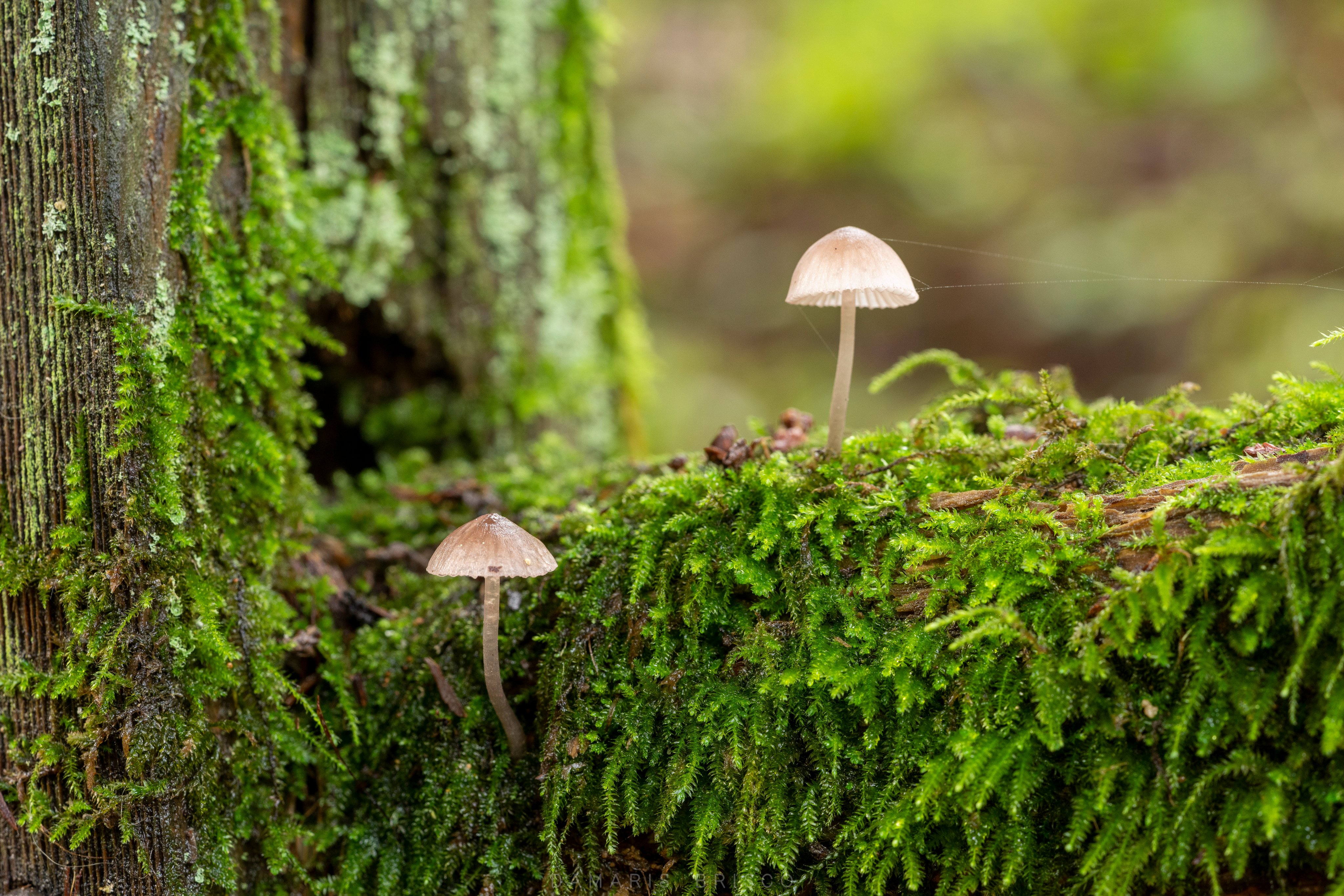 Mossy Mushroom - Live Moss