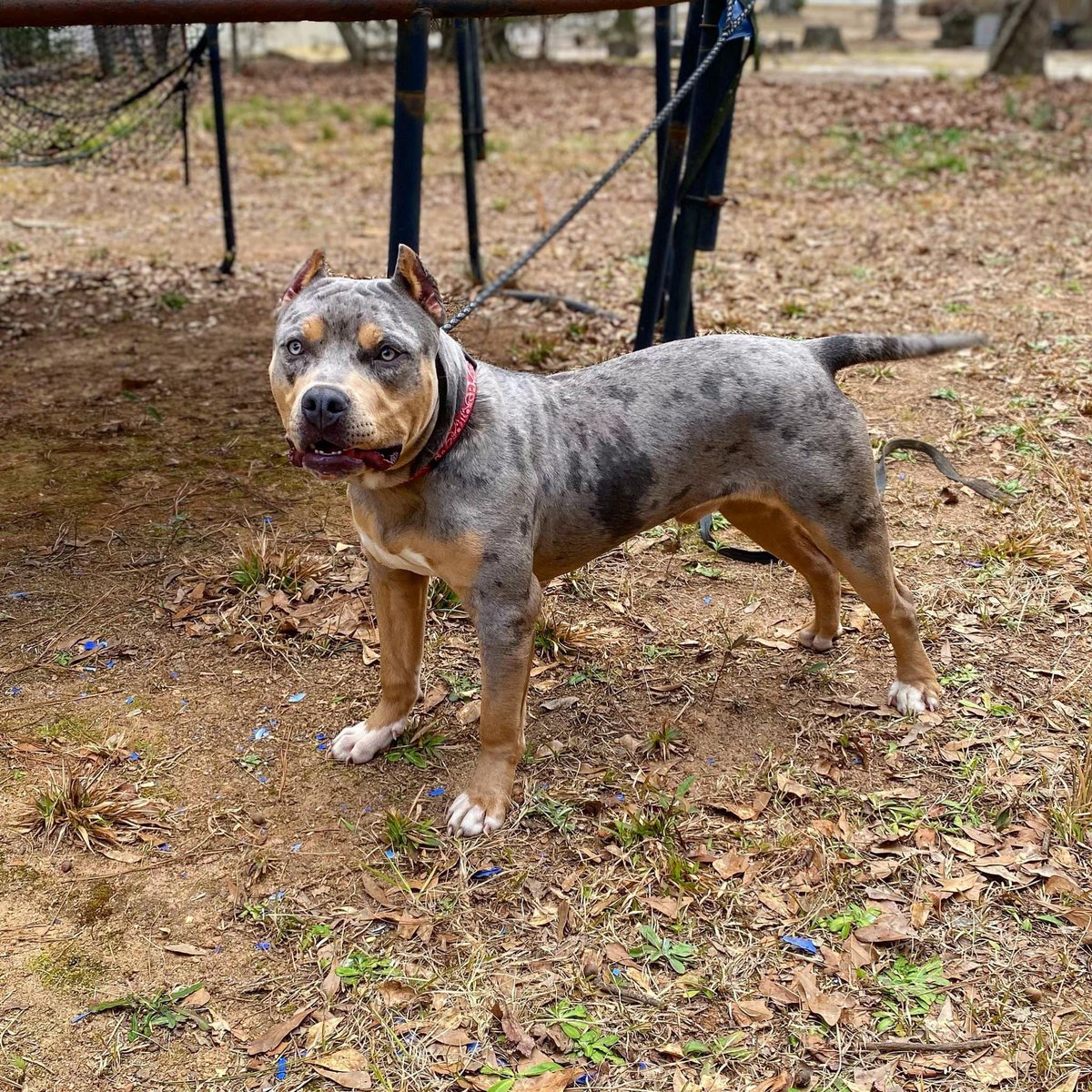 Ducedoh's tweet photo. Stud ready …1500$ https://t.co/Fj1KwTwBMb