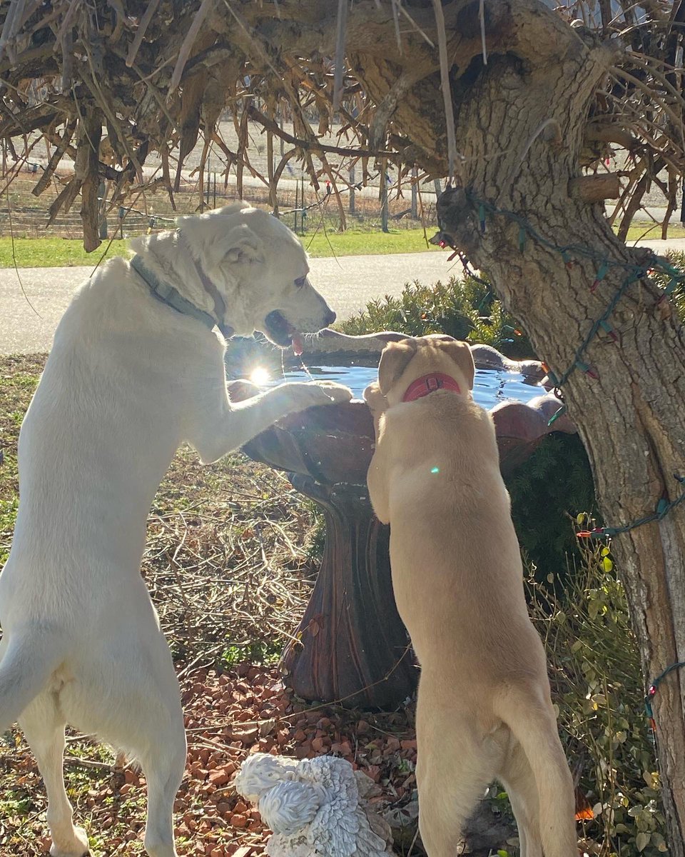 CoachGregConley's tweet image. “Hey Petey”… there is always water here … says “Pops”❤️ @dog_rates