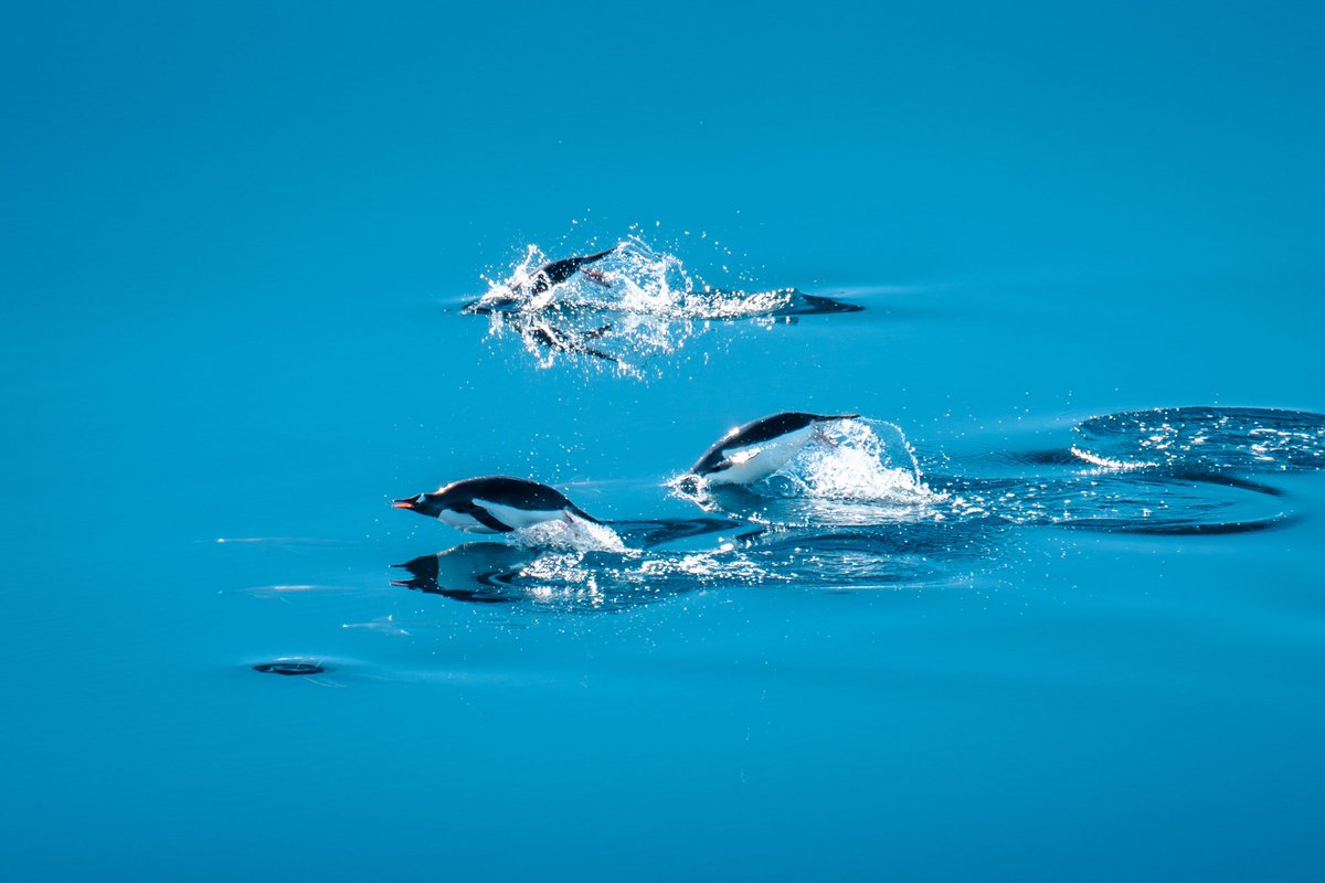 #Documentary #Filmmaking #Antarctica #NaturePhotography #Penguins #Penguinos