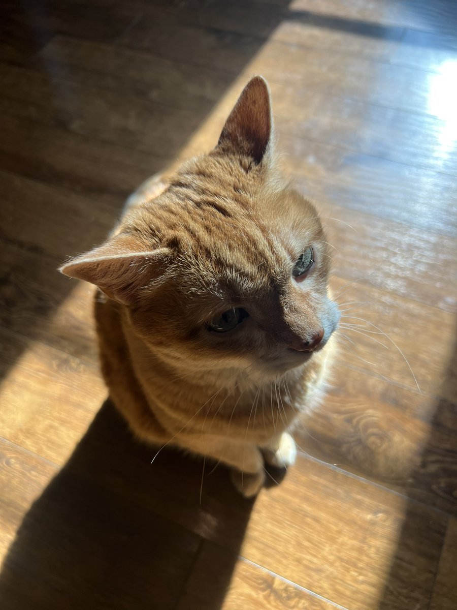 sarahluvspjam's tweet photo. @CrumblCookies 😻🧡 https://t.co/DUSDECno60
