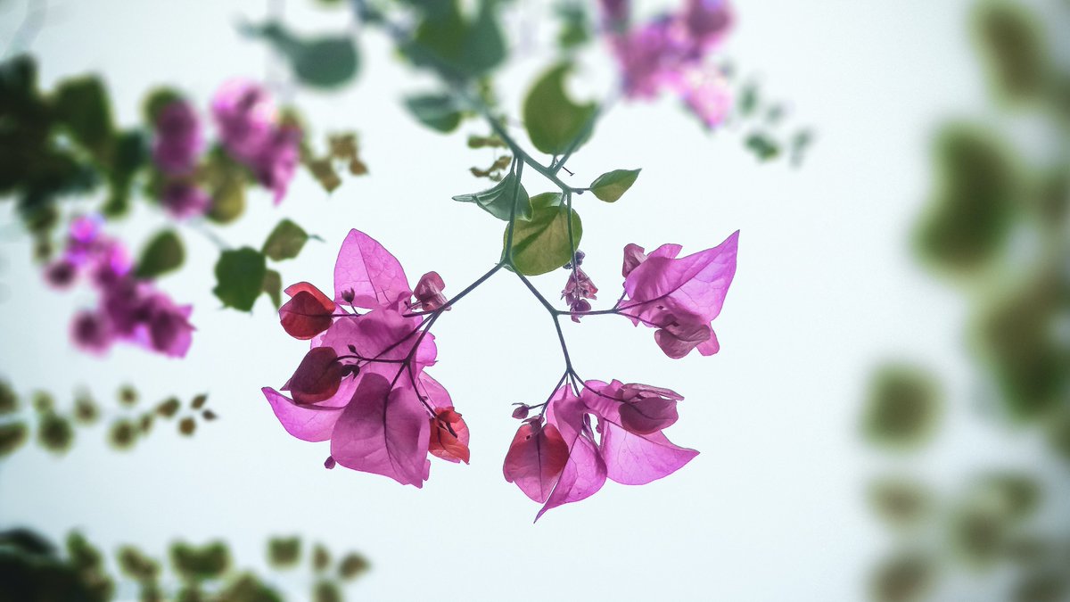 tonettefornill's tweet photo. 🌸🌸🌸Let's have a #pinkweekend!

Beauty and love are just around the corner. They may just be those ordinary things that we take for granted every day. 

🌸🌺🪷🌸🪷
#howtoloveyourself #weekendtreats #howtobehappy https://t.co/deYZixhuRk