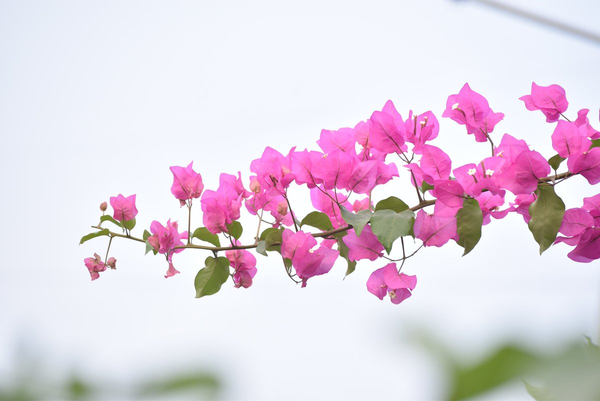 tonettefornill's tweet photo. 🌸🌸🌸Let's have a #pinkweekend!

Beauty and love are just around the corner. They may just be those ordinary things that we take for granted every day. 

🌸🌺🪷🌸🪷
#howtoloveyourself #weekendtreats #howtobehappy https://t.co/deYZixhuRk