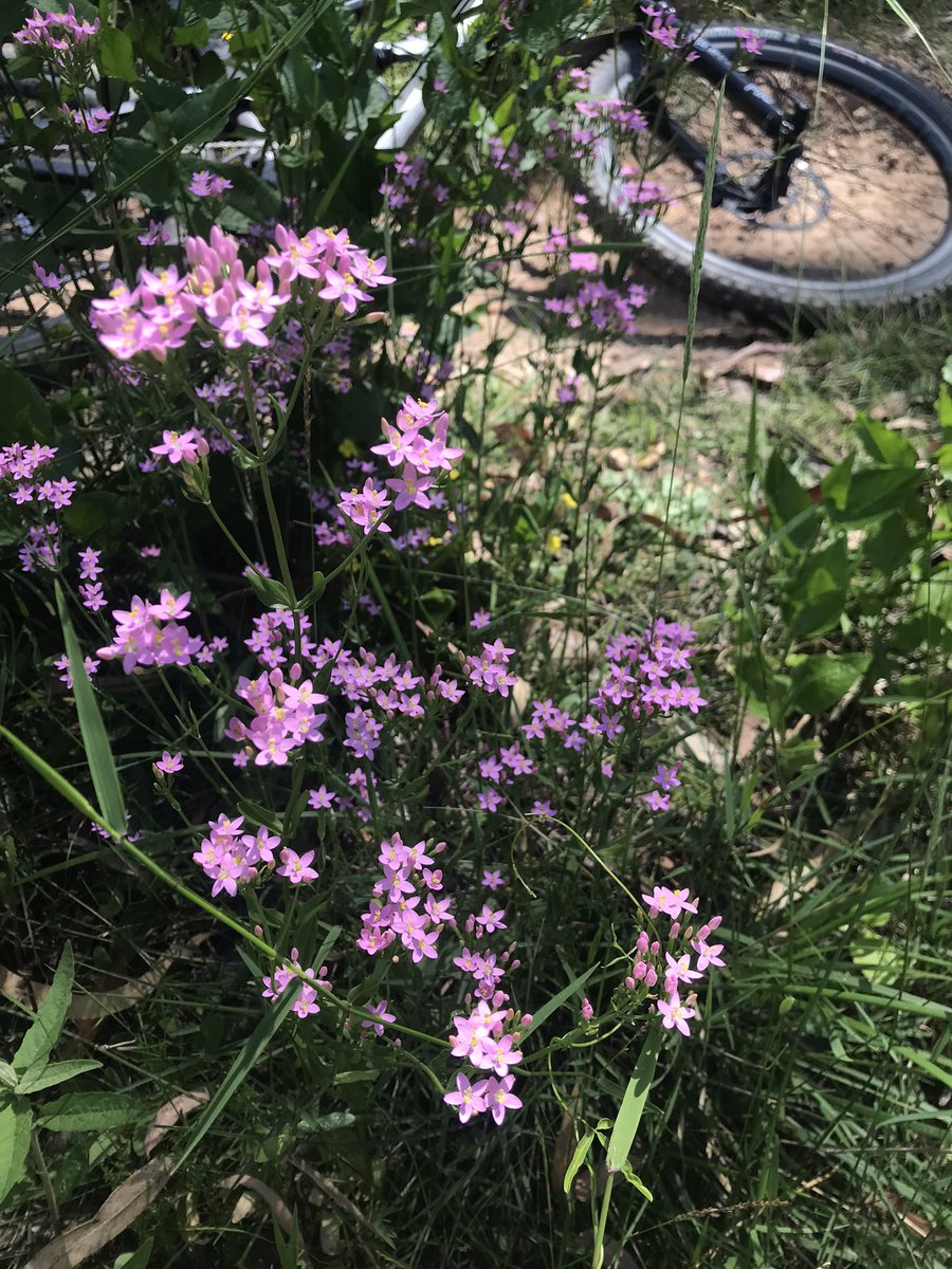 It’s a pink herb kinda day 🌸
Centaury’s flower all through summer.These look like the introduced Common Centaury, naturalised and widespread weed.The Australian Spiked Centuary flower in paired branches and likes a bit of wet soil.
#mtb #SilvanMTBtrails #YarraValley #YarraTrails