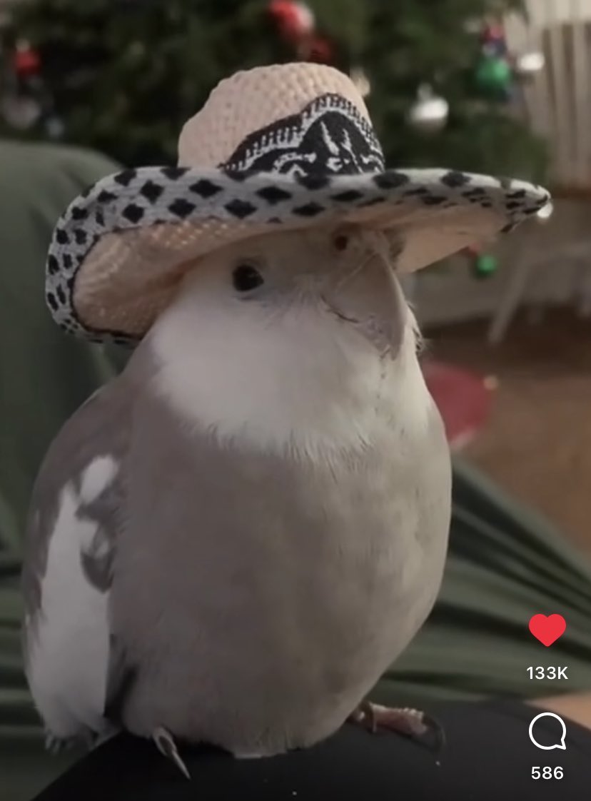 Zhane_Star's tweet image. Don’t scroll past without saying “yeehaw”