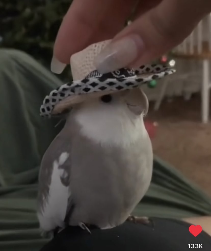 Zhane_Star's tweet image. Don’t scroll past without saying “yeehaw”