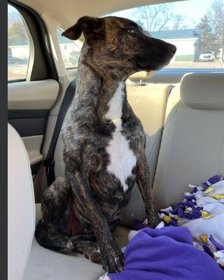 molostfoundpaws's tweet image. Found dog
January 5, 2023
Eldon, MO
By Taco Bell in Eldon

#molostfoundpaws #founddog #Eldon #MO #January2023  

Original link
facebook.com/FreshStartAnim…

Group link
facebook.com/groups/central…
facebook.com/missourilostfo…