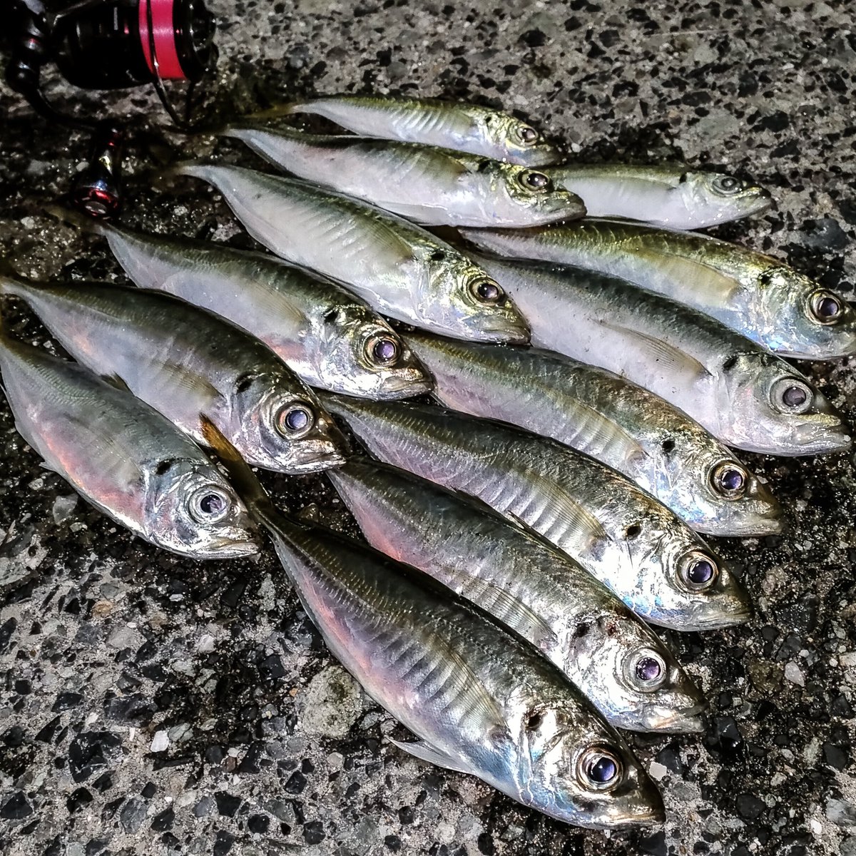 自分で作ったみりん干しが神🐴だったからと久しぶりのポイントへ！
 頭の真上にまんまる満月🌕だから渋ーい釣になるかと思いきや、案外一投目からヒット😂
 とりあえずみりん干しに良さげなサイズキープ出来て良かった😆
#アジング 
#ナイトアジング  
#ライトゲーム
#アジマスト強し