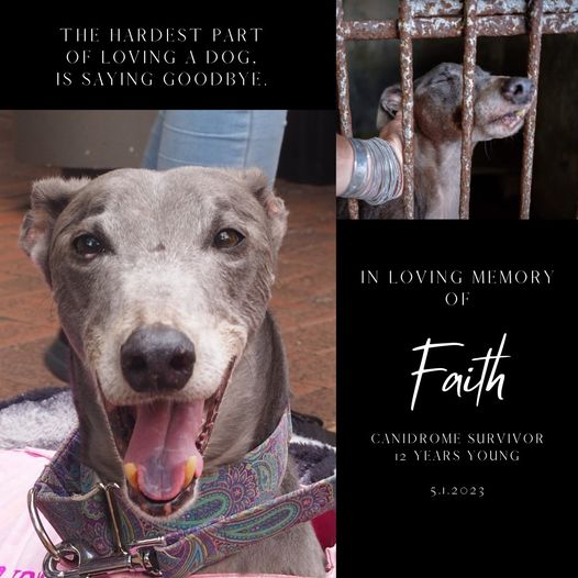 Today, let us remember Faith, a beautiful greyhound who suffered for years at the Canidrome but was rescued as part of the Macau Airlift of 2018-2019. She lived the rest of her life surrounded by a loving family, and is dearly missed.  grey2k.org/3IvDZ91