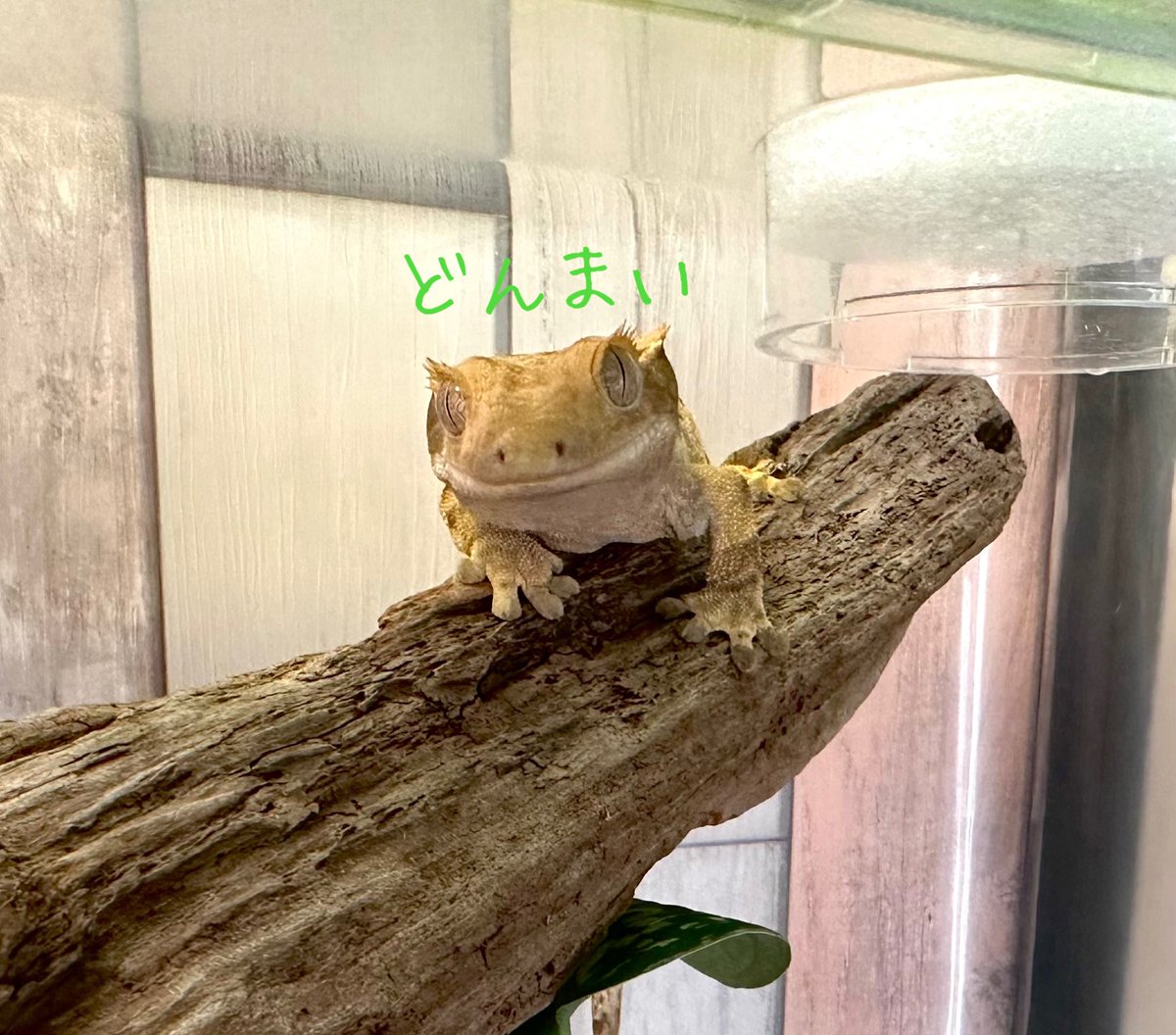 実は大晦日に夫の実家の階段を踏み外して
腰を強打した飼い主
ようやく病院に行ってきたら
尾骨折れてた🥹
どうりで痛いはずだよね…🥹🥹
#クレステッドゲッコー
