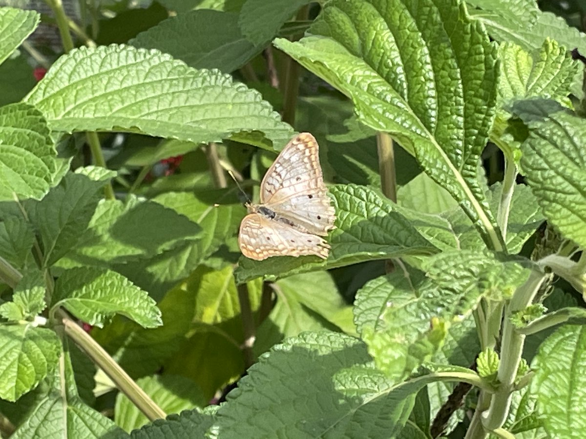 buffwings's tweet photo. Butterfly resting on a sea of green.
@TheSneakyLens https://t.co/m2labnXTjY