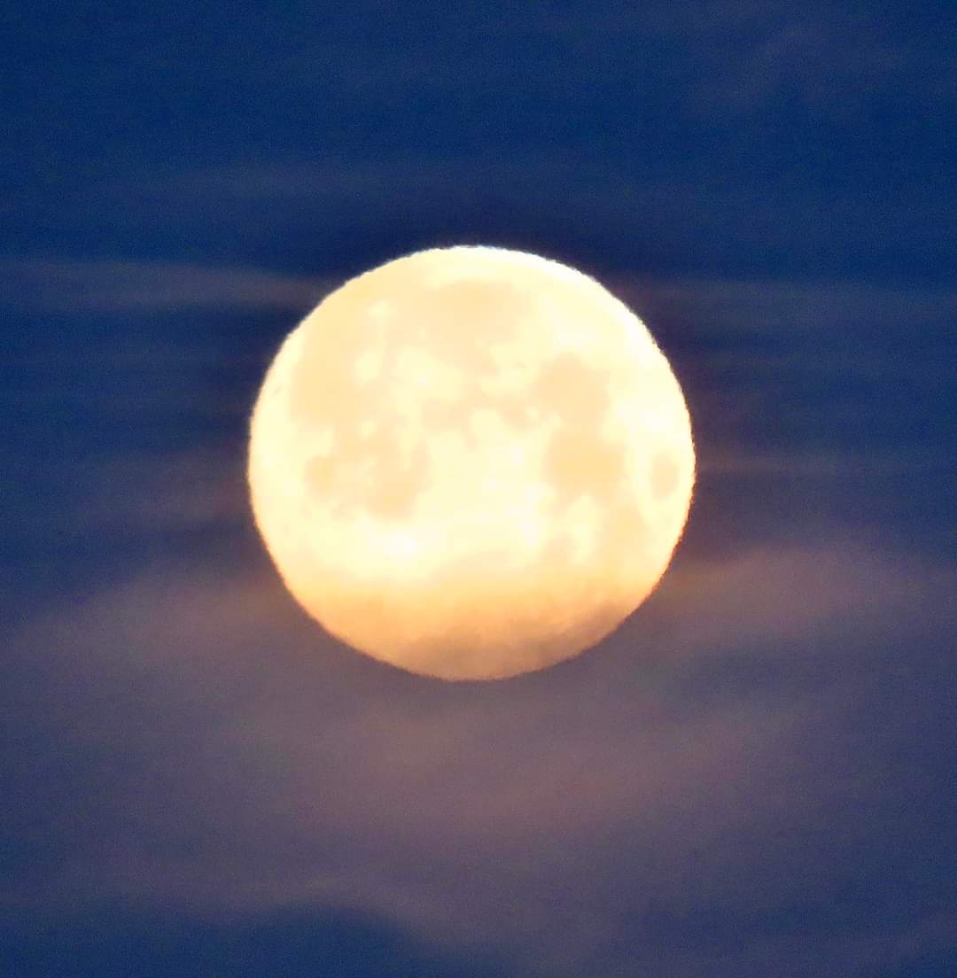 Padhaaro hamaarey desh series ❤️
6/365
Our Full Moon in the pink clouds, as it sets at Sunrise this morning! 

Calgary, Alberta, Canada. Friday January 6' 2023

#yyc #ImagesOfCanada
📷 Joy Dee