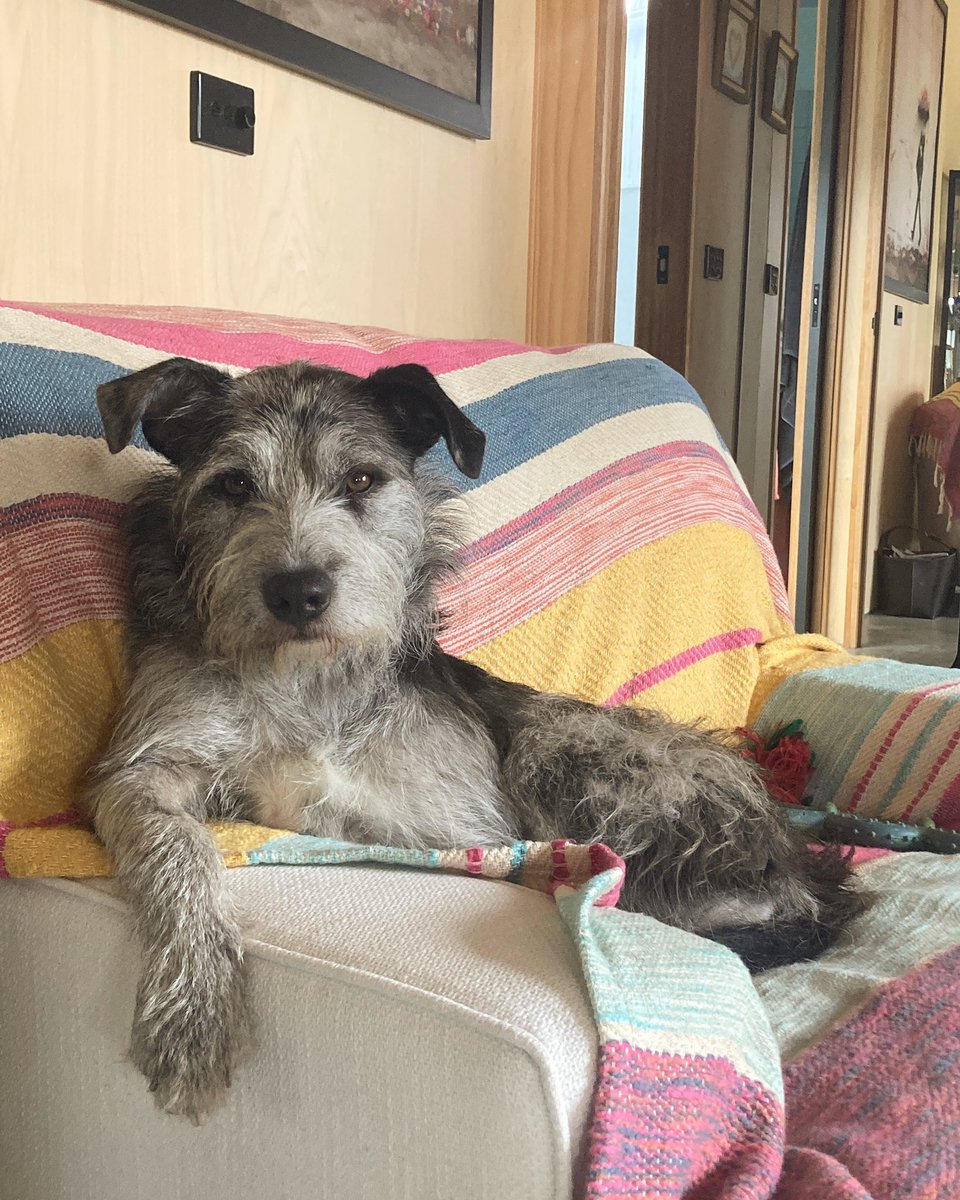 Good to be back home in Tasmania after another unexpectedly long trip to New Zealand. Missed this girl enormously!