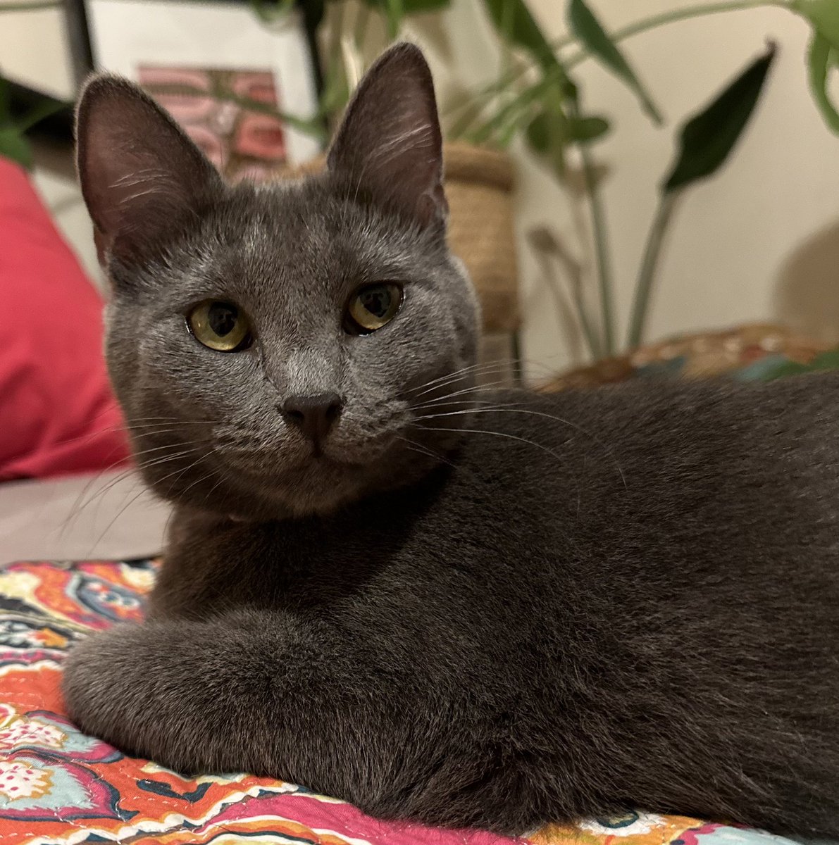 Bex73🐯 tweet media