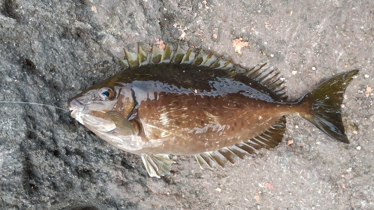 今年1発目はちっこいタカノハダイでした！
他はブタイとアイゴ2匹。
去年は三連敗で終わってたので釣れてよかった。