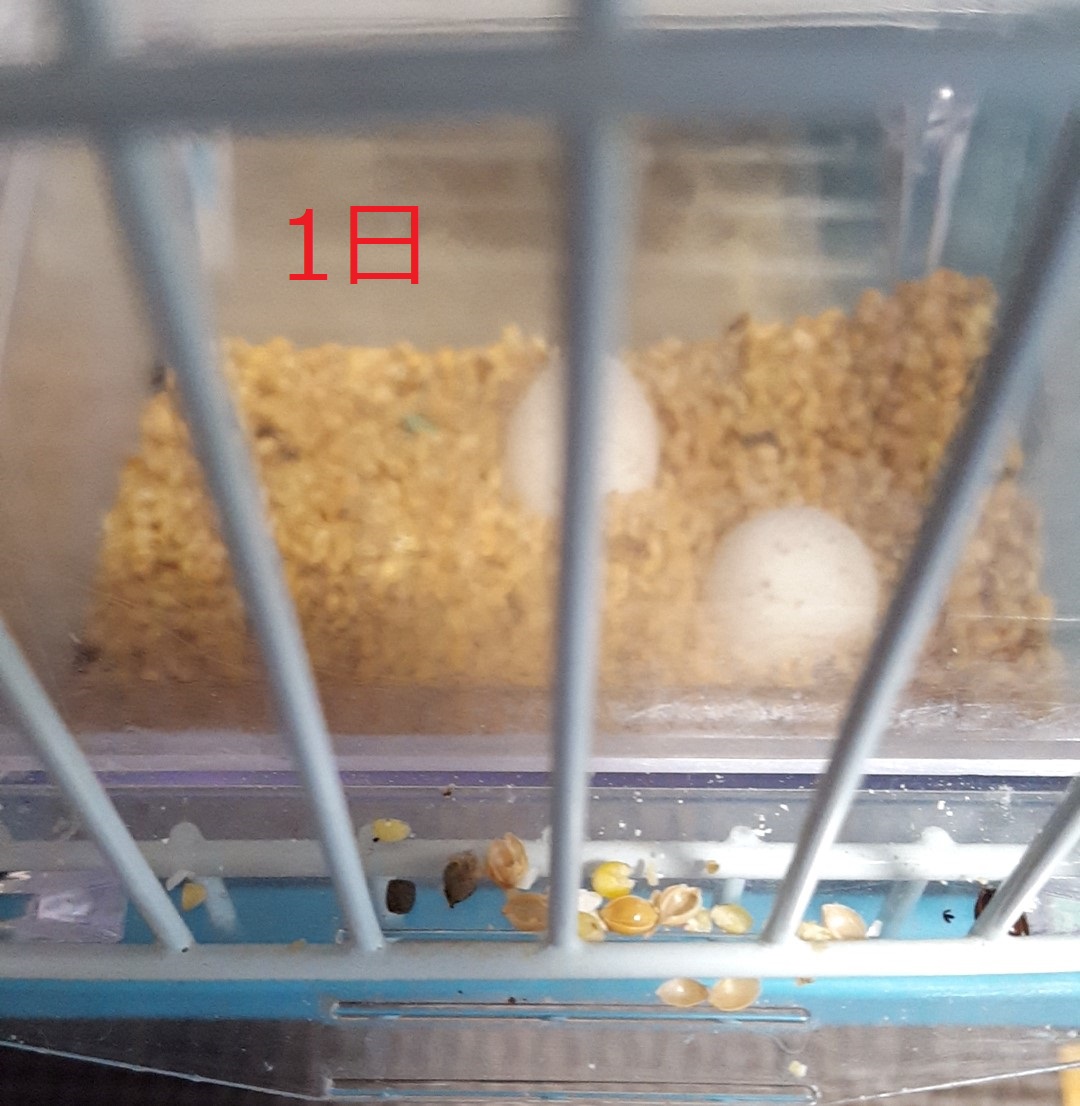 koge_simo's tweet photo. すました顔しているココさんが
お正月から頑張ってくれました
1日・・・2日・・・3日・・・
毎日１個増えてるじゃねーーーーか‼😱

#湖月下郡
#パチンコ
#パチスロ
#ここ３ヶ月で８個・・・でも元気いっぱい・・・ https://t.co/inp33tya3Z