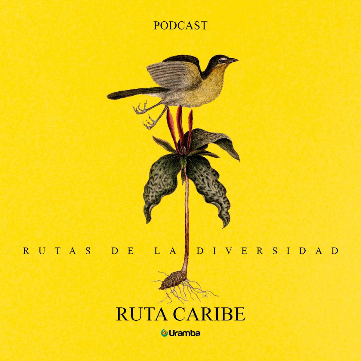 UrambaTeVe's tweet photo. La historia de Livia Vides está íntimamente ligada al desembarque en la Bogotá de los años 50 de un potente y desconocido repertorio cultural del Caribe Colombiano y su expansivo "boom" durante las siguientes décadas. 
🎧Escucha está historia en spotify🎧
https://t.co/hEM2pZzpiG https://t.co/YTSjnMY0Wt
