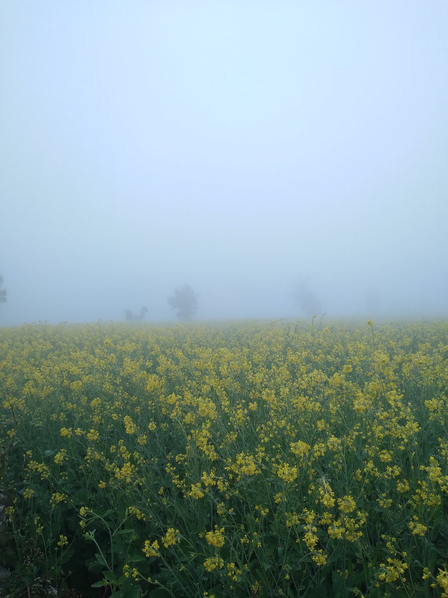 shubhamtorres09's tweet photo. Cold , Foggy &amp; Frosty morning in #Rewari , here temp didnt went below 0°c due to early arrival of #Fog (~10pm)

But , Gwal Pahadi NISE (#Gurgaon) reported -0.9°c as fog arrived late there (~1am)

Some stns missed 0°c

#Balsamand 1.4°c
#Mahendragarh 1.7°c
#Jhajjar 1.8°c

#Haryana https://t.co/191d4Wnj7x