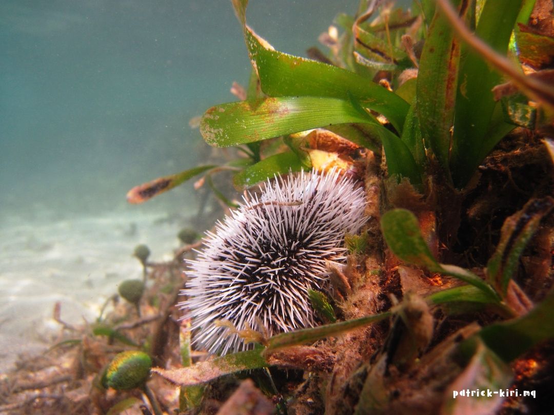 patrick_kiri's tweet photo. "Peau noire, cheveux blancs"

Entre les deux.

Plus de photos :
➡️ https://t.co/wwGyHhe7LT
➡️ patrick_kiri (Insta)

#Nature #Chadron #Oursin #UnderWater #Tartane #Trinité #Madinina #Matinik #Matnik #Martinique https://t.co/atUdq4lvgf