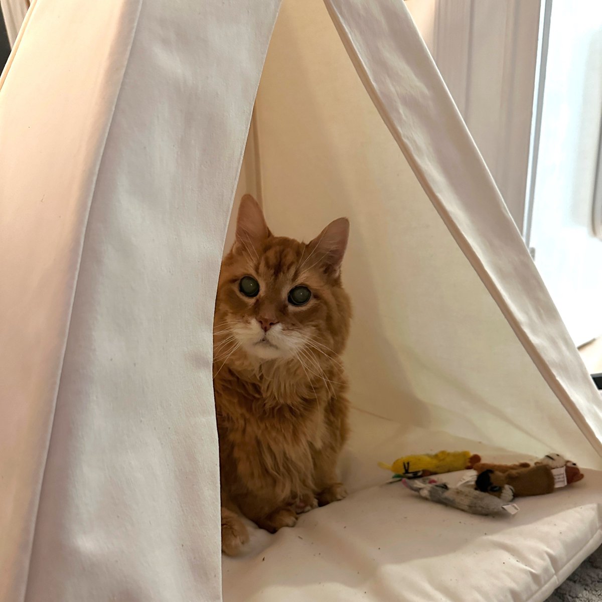 Welcome back to Ft Fiz. We’ve upgraded from a blanket to a tent, but you’re still going to have to run if the cuddle monsters come. 🏃 🐈 👹 #CatsOnTwitter #Caturday