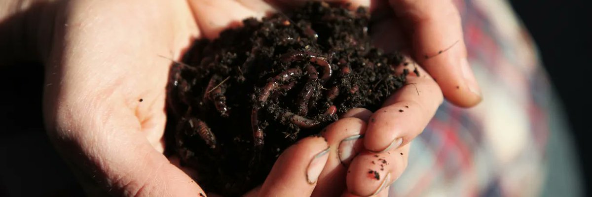 Get the kids out in the garden this school holidays and make a worm farm to improve the fertility of your soil 🌺 buff.ly/34e9CyN