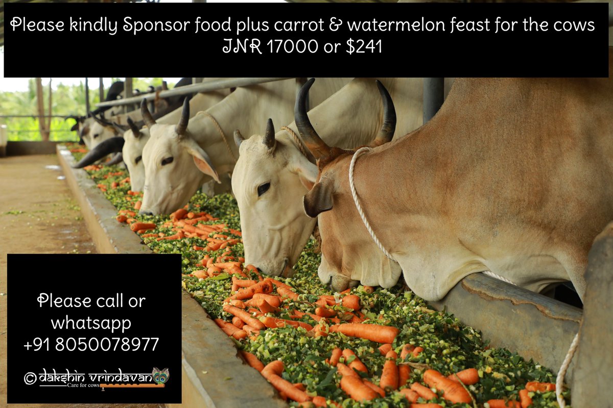 daksinvrindavan's tweet image. Please kindly help us in our endeavors to serve cows. We purely depend on your mercy to rescue and feed the cows and bulls.
It takes about 17k( $241) to feed the entrie herd a day's food and feast
If you are making a donation from an Indian bank