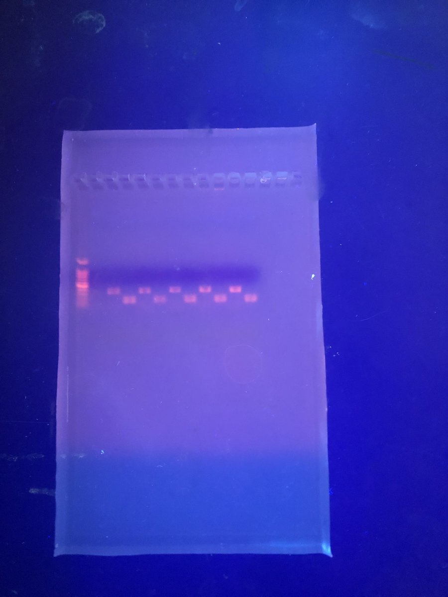 BolstadLuke's tweet photo. Ran another PCR today, 120 v2j in lane 2 did not express a band again. Going to have to go back to the drawing board on the DNA extraction of this sample @DrTNTina #ResearchFail #LorasJTermResearch2023 https://t.co/0q82Op08xt