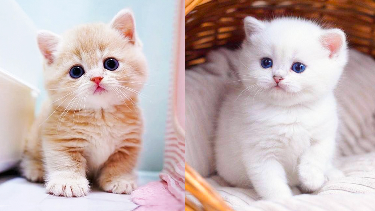 Cute baby cats and cheap dogs