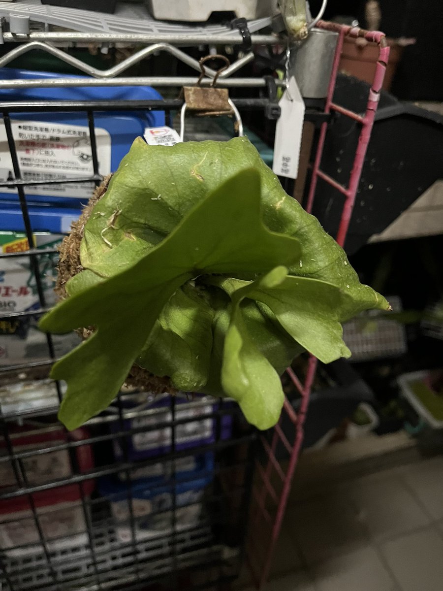 最近愛上鹿角蕨自己上板 或做球苔超級可愛又有質感最後一張超像哈利波特金探子可愛極了。
#鹿角蕨-普鹿&amp;亞猴 https://t.co/26Gct9SeyY