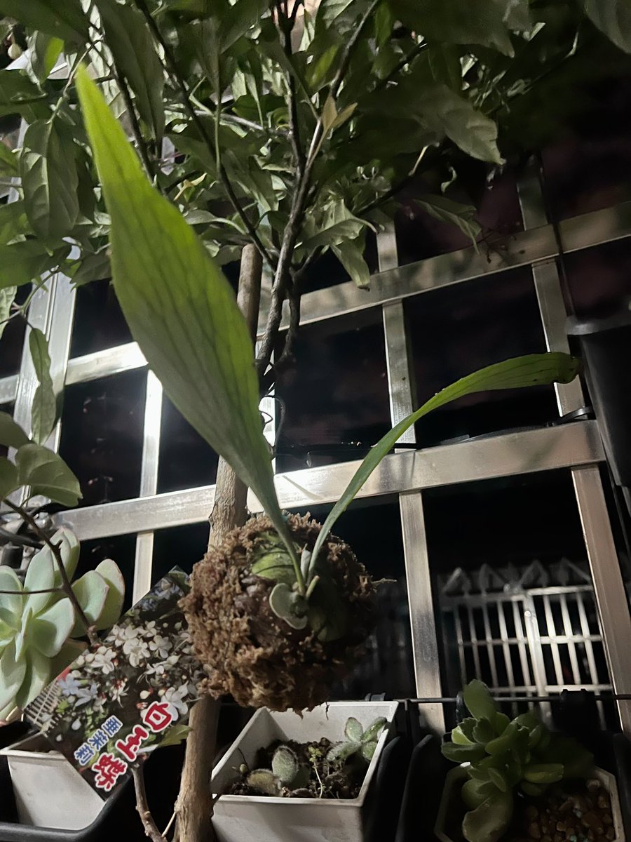 最近愛上鹿角蕨自己上板 或做球苔超級可愛又有質感最後一張超像哈利波特金探子可愛極了。
#鹿角蕨-普鹿&amp;亞猴 https://t.co/26Gct9SeyY