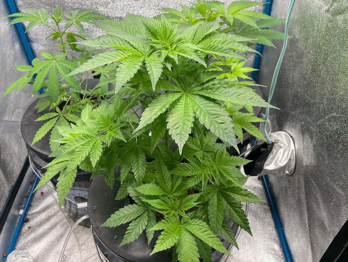 HealingNatures's tweet photo. Strawberry OG The Cali Connection dwc 🤙 #mMemberville #homegrow4pa #dwc #thecaliconnection #strawberryog https://t.co/VOaoSAAEag