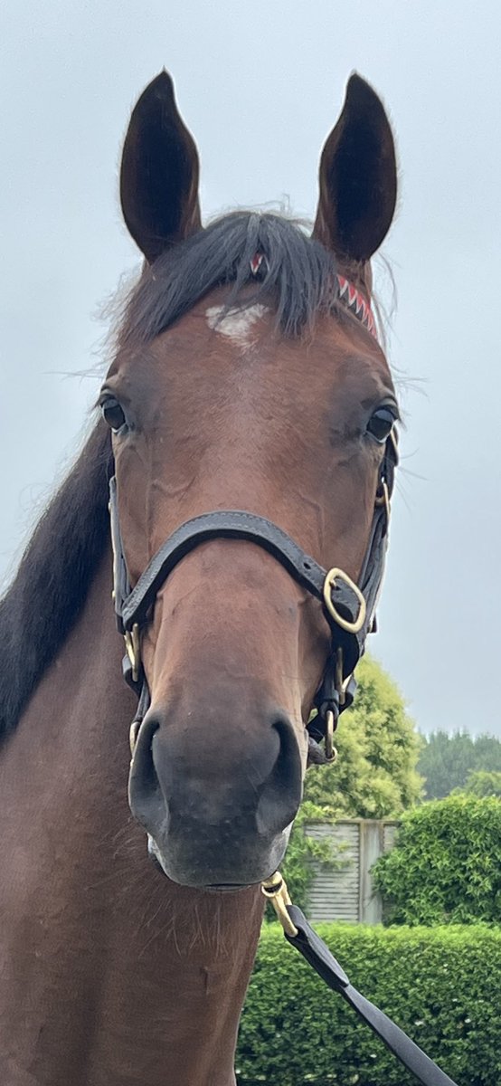 As always some standout at historic <a href="/HaunuiFarm/">Haunui Farm</a> as filming wraps up for the <a href="/KarakaChat/">New Zealand Bloodstock</a> Yearling Sale Preview. This magnificent miss the latest foal from super mare Valpolicella .. a family that goes back 8 generations for the Chitty’s! ❤️🐎👌⭐️