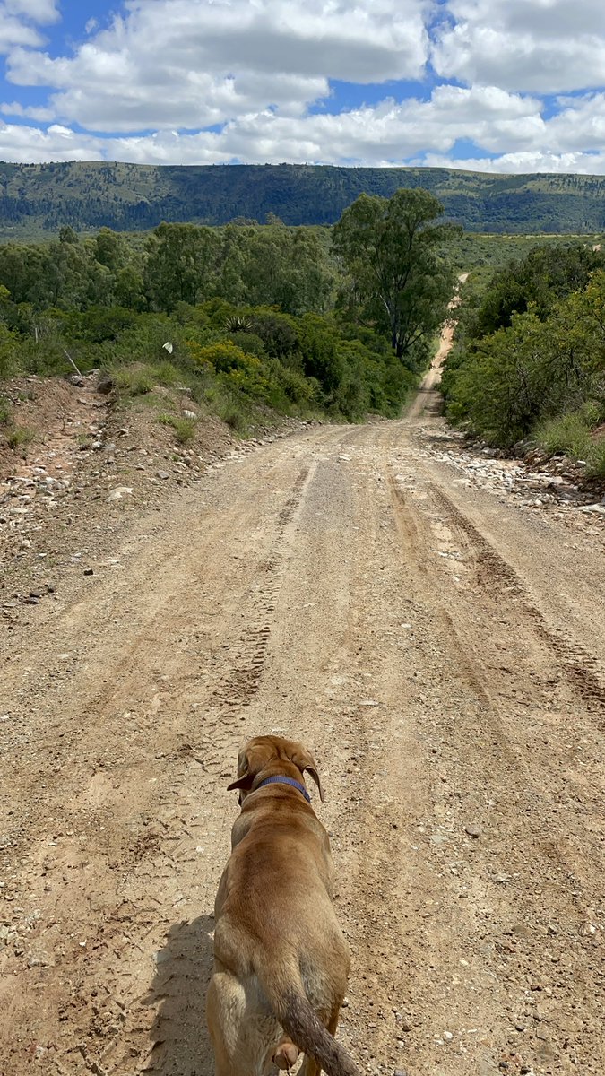 siya_sokomani's tweet photo. Took Bricks Mabrickado for a morning easy run. Good to be on the farm 💚 #RunningWithTumiSole rural edition 

#runninggreen #runningfortrees #runningtreecampaign https://t.co/vdmrDGuV8a