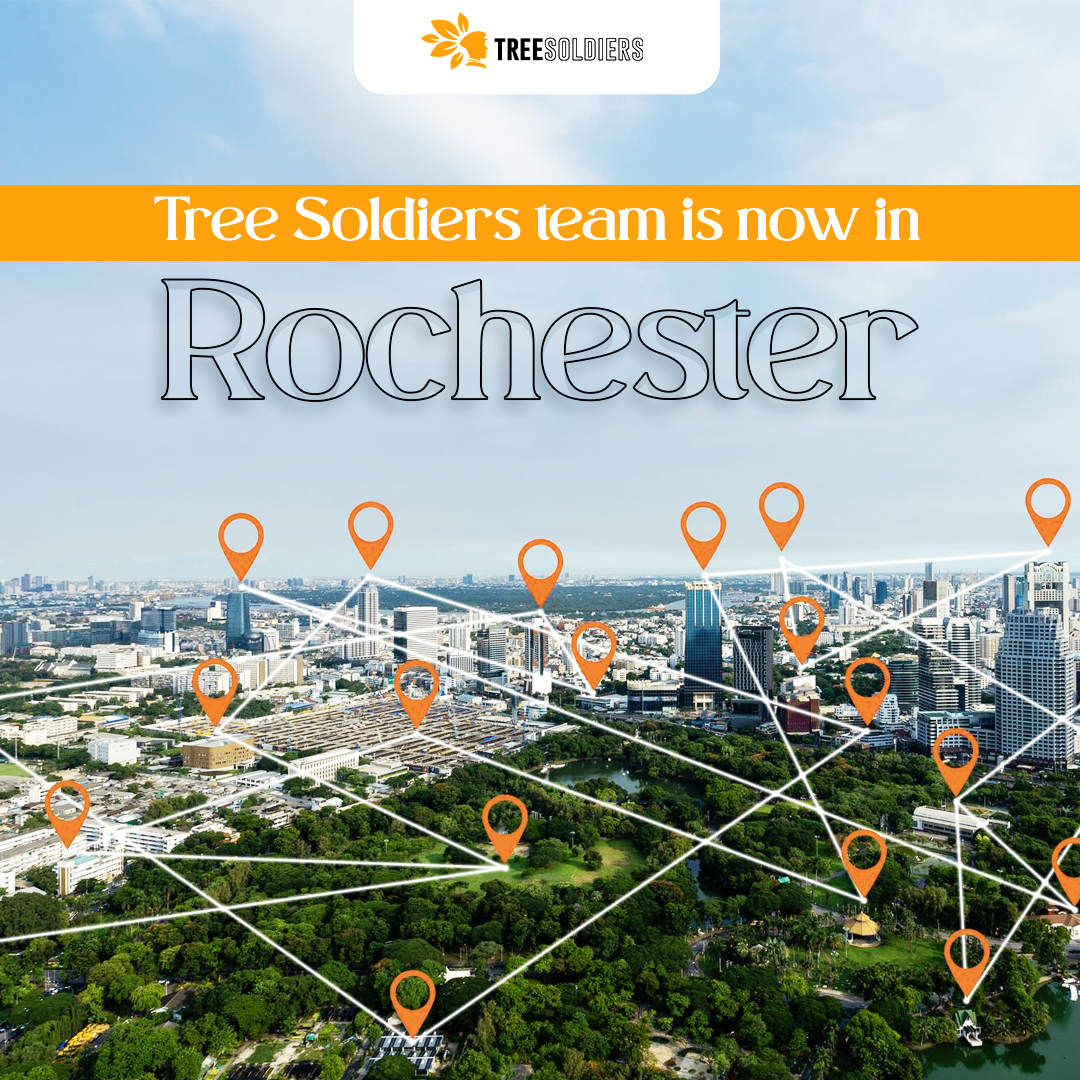Tree Soldiers Rochester (@tree_rochester) / Posts / X