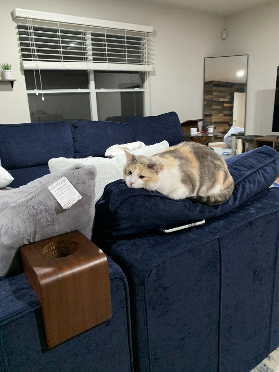 ClaxtonOkajima's tweet photo. @fatfatpankocat Another one of my favorite #CatPoses : Cat resting her chin on something, or someone! @Spicyandfriends @Fluffy_Trousers @HazelandRemy @bao_bao_bun https://t.co/TxAICoDGqq