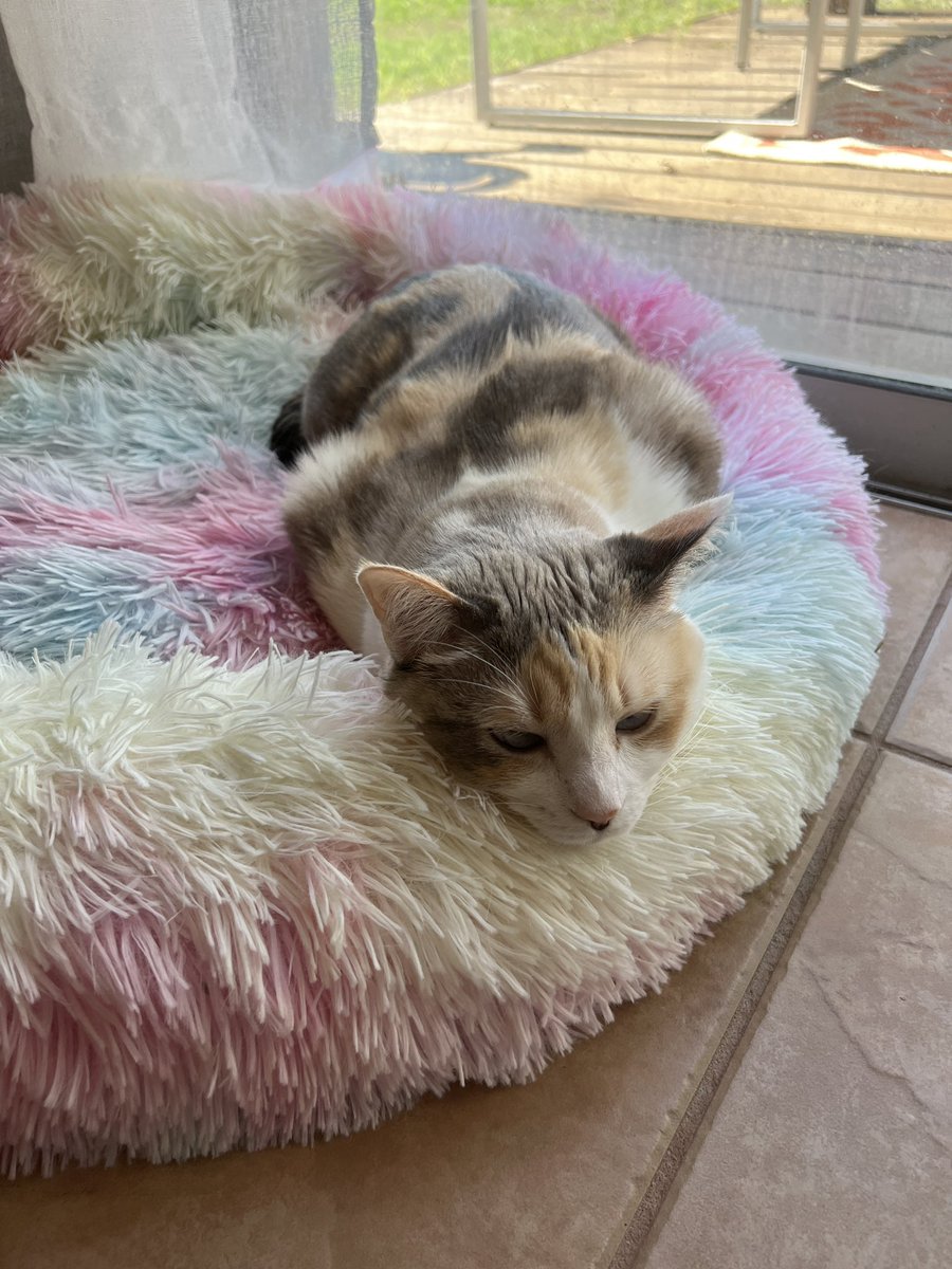 ClaxtonOkajima's tweet photo. @fatfatpankocat Another one of my favorite #CatPoses : Cat resting her chin on something, or someone! @Spicyandfriends @Fluffy_Trousers @HazelandRemy @bao_bao_bun https://t.co/TxAICoDGqq