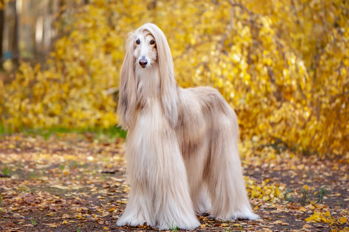 dylantbt's tweet photo. @Jirayalecochon Je suis désolé mais le levrier afghan on dirait qu’il passe un cap coiffure c’est immonde 😭 https://t.co/fr94R5asSM
