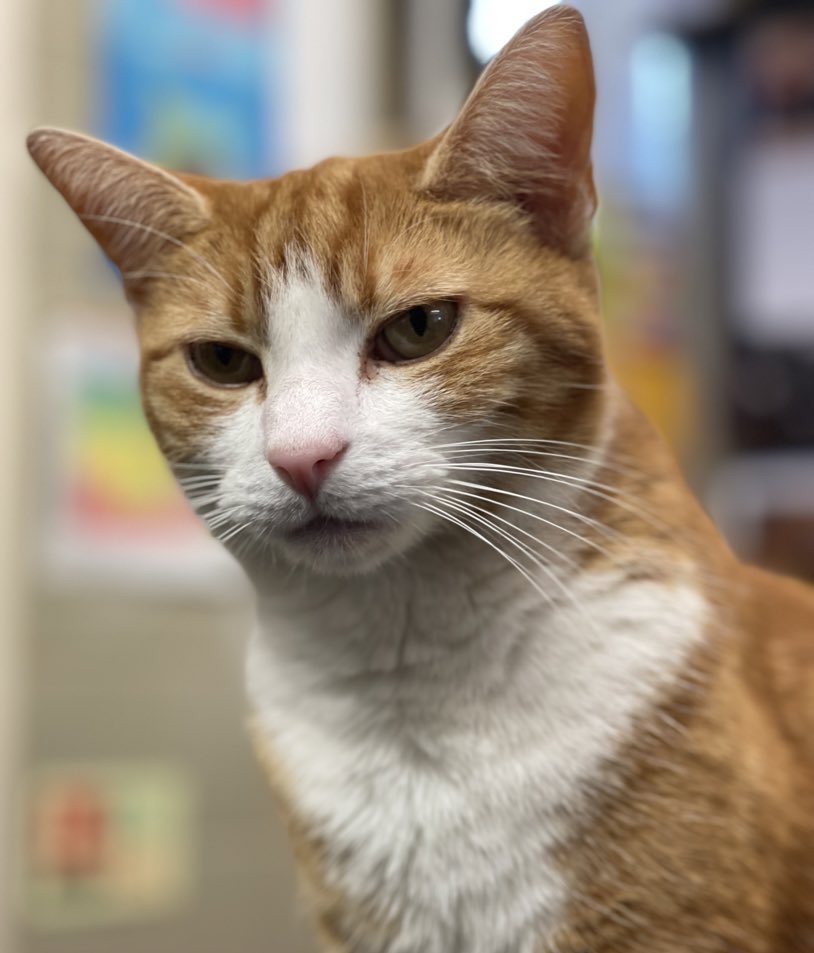 Good morning &amp; welcome to #Caturday 

Don't put yourself down just to avoid criticism, to please others, or to show your "kindness". 

The world needs light, not mediocrity.

#cats #cats #Cat #CatsOnTwitter #CatsofTwittter