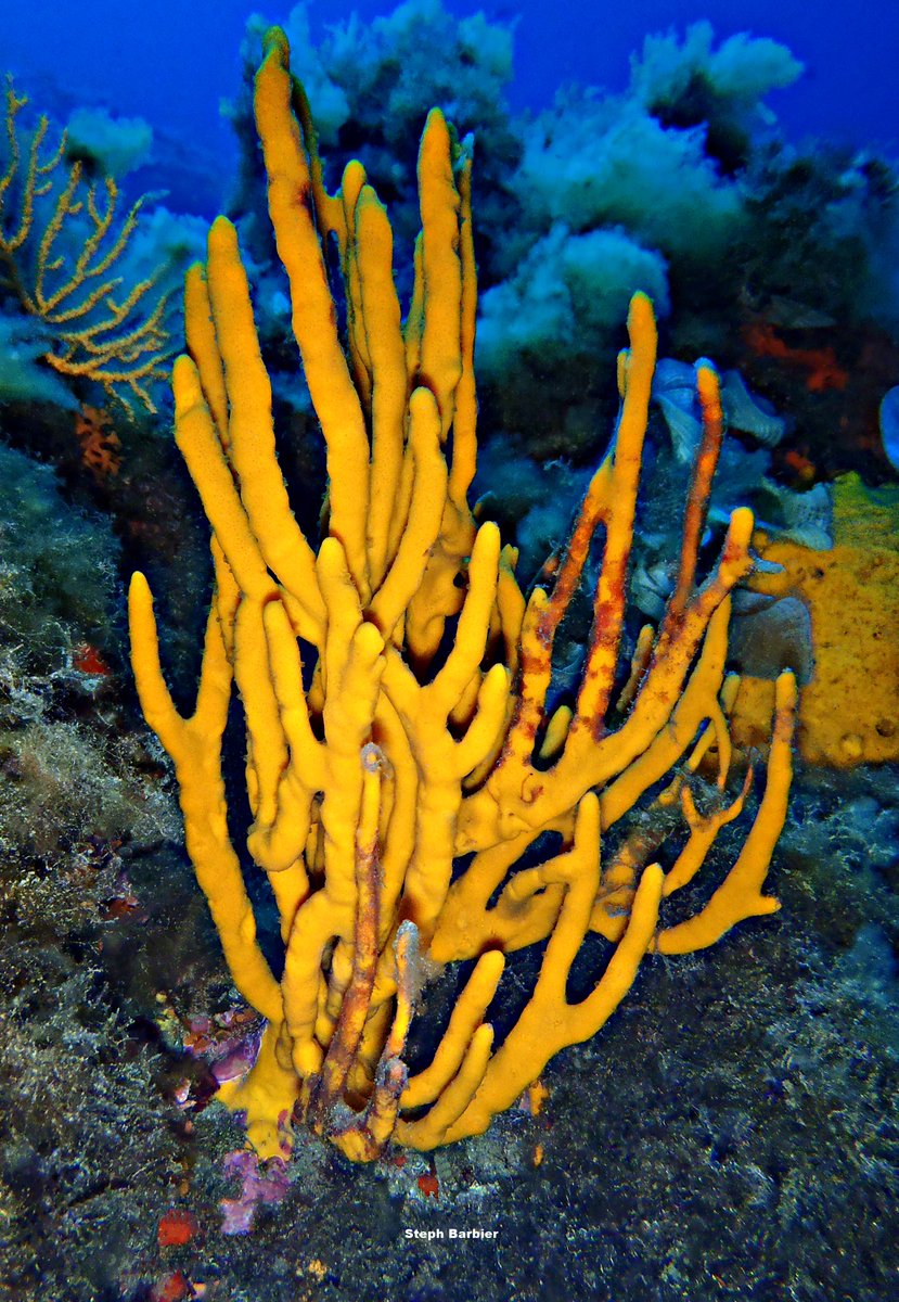 Steph_Barbier_'s tweet photo. 💦S'cuB'a Diving in Mediterranea: mauve Stinger, common antlers Sponge, White gorgonian with its false Coral at 164 ft depth and mud bottom!
Plongée en Méditerranée : Pélagie; Axinelle; Gorgone blanche+coraline sur 50m de fond et vase ! 😎
Olympus camera
F. Riviera
Summer
2022
🌊 https://t.co/RS7eO4ou2o