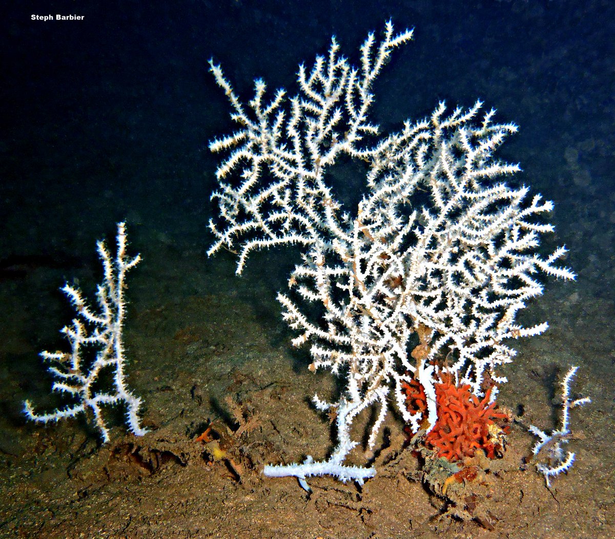 💦S'cuB'a Diving in Mediterranea: mauve Stinger, common antlers Sponge, White gorgonian with its false Coral at 164 ft depth and mud bottom!
Plongée en Méditerranée : Pélagie; Axinelle; Gorgone blanche+coraline sur 50m de fond et vase ! 😎
Olympus camera
F. Riviera
Summer
2022
🌊