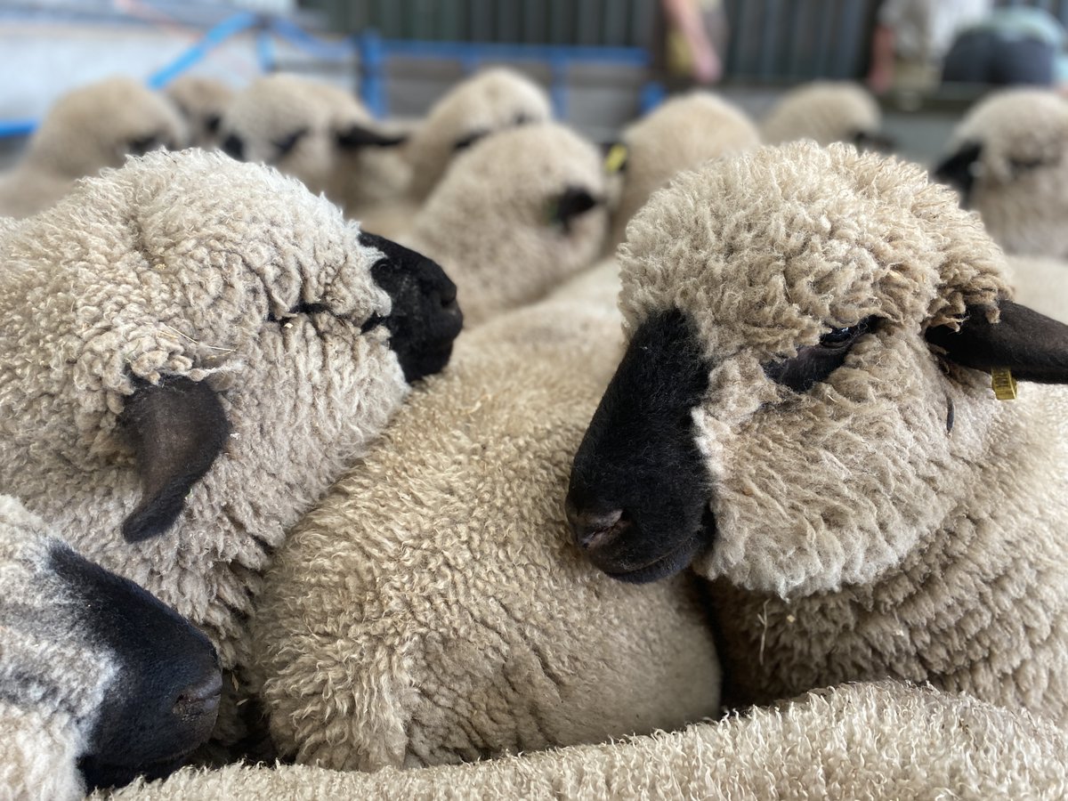 eastfortunefarm's tweet photo. East Fortune Farm scanning today, Hampshire Downs and Lleyns all together this spring lambing! https://t.co/xjtweXK0C4