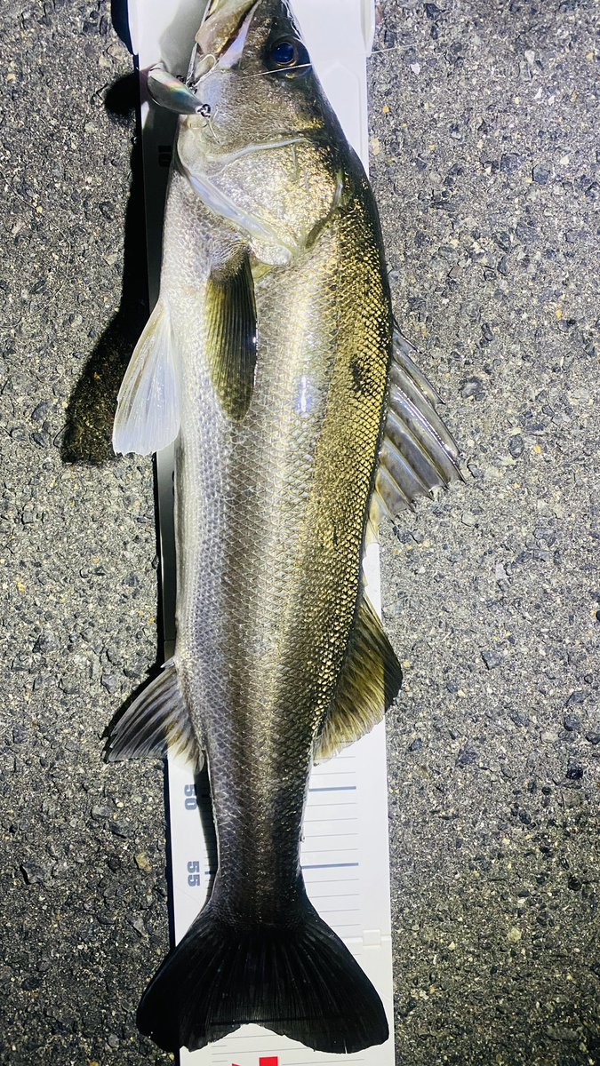 keepsharp1091's tweet photo. かっこいいとはこのこと
#釣り
#釣りジャンキー
#アウトドア
#シーバス
#シマノ
#サイレントアサシン https://t.co/CCIcLRAcCS