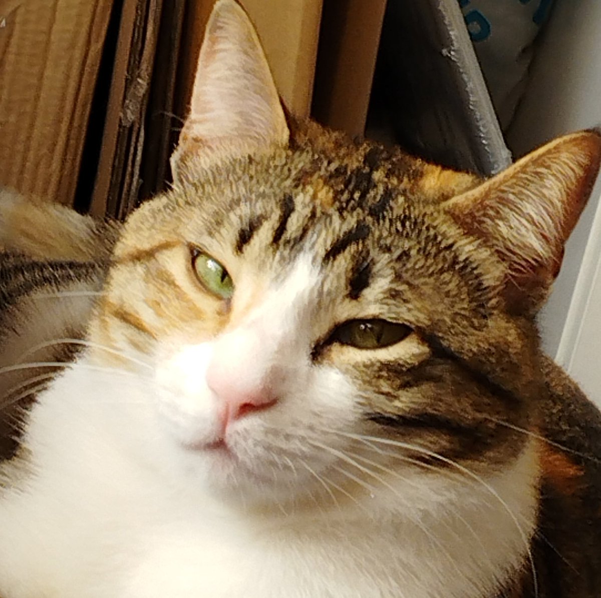 Midemi bulandıriooo şu aşık hallerin