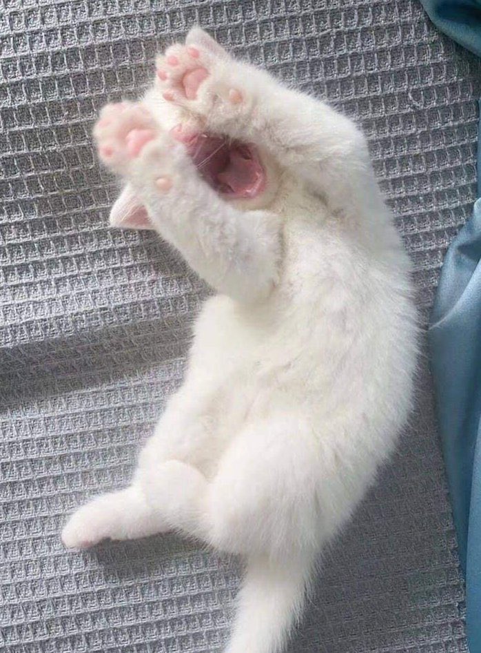 Emilyhuanyu's tweet photo. 呜呜推特的小猫咪太可爱了吧 https://t.co/DBGu3t85Bs