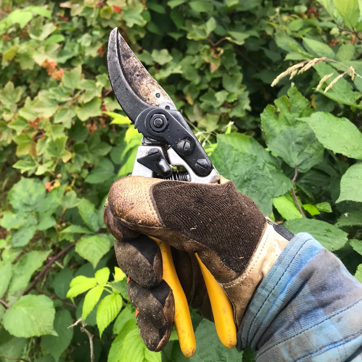 outdoorproprod's tweet image. Some tools can do with a tickle to resharpen and repair, others simply need to be replaced.

With our pruning tools you’ll find sharpening stones and replacement parts readily available to prolong the life of the tool.

#outdoorprofessionalproducts #toolmaintenance #pruningtools