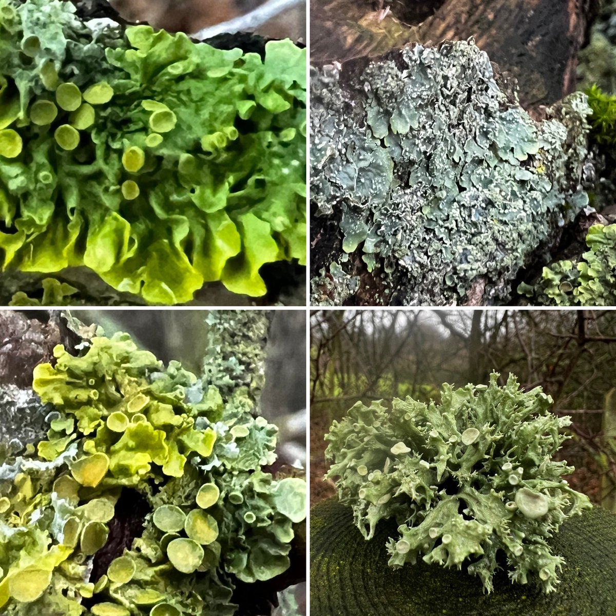 HertsFarmer's tweet photo. After a busy day in Oxford yesterday for @ORFC and catching up with great people it’s nice to go out for a morning walk and appreciated just how simple yet beautiful and complex nature can be. All within a meter of each other #HammondsEndFarm https://t.co/fZGifoP2uu