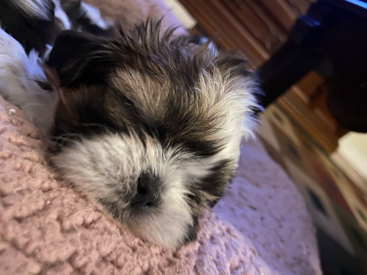 mariamuli1993's tweet photo. Ver perritos dormir, me da paz. https://t.co/69FY32TRkf